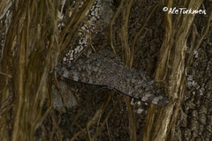 Hamadryas glauconome grisea