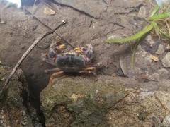 Geothelphusa miyazakii