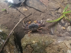 Geothelphusa miyazakii