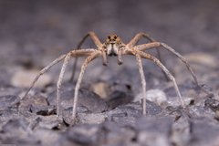 Hoggicosa