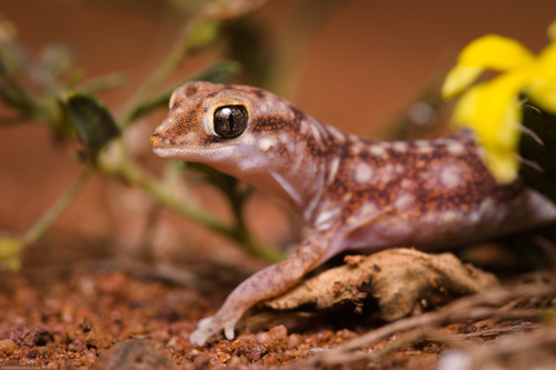 Eastern Beaked Gecko