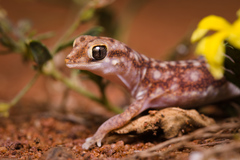 Rhynchoedura ormsbyi