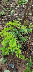 Millettia