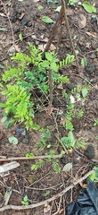Millettia