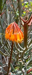 Aloe belitsakensis