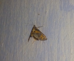 Nymphicula