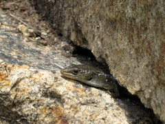 Elgaria coerulea palmeri