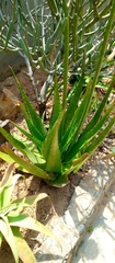 Aloe belitsakensis