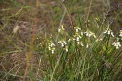 Stylidium junceum
