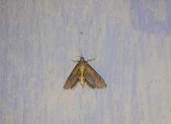 Nymphicula