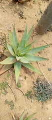 Aloe ericetorum