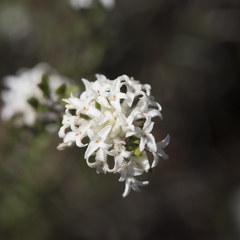 Pimelea phylicoides