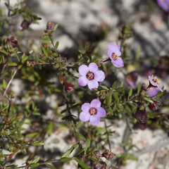 Euryomyrtus ramosissima ramosissima