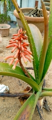 Aloe occidentalis
