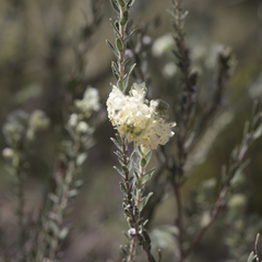 Pimelea octophylla