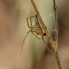 Oxyopes papuanus