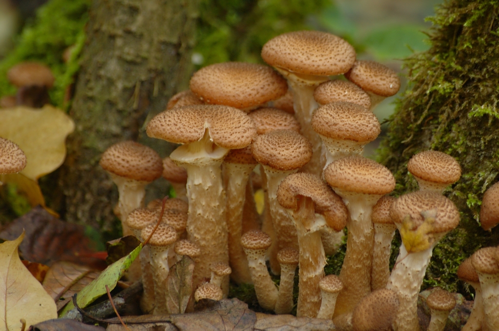 Tricholoma magnivelare Pine Mushroom
