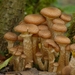 Honey Mushrooms - Photo (c) AnneTanne, some rights reserved (CC BY-NC)
