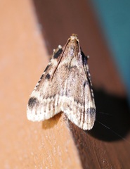 Aglossa costiferalis