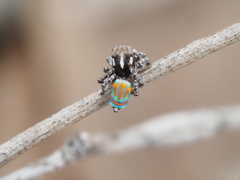 Maratus tasmanicus