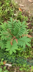 Millettia