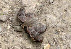 Antigonus erosus
