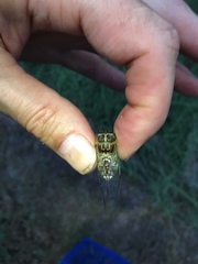 Diceroprocta vitripennis