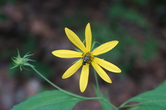 Copestylum vesicularium