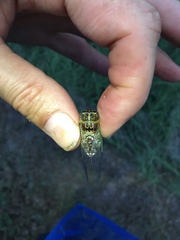 Diceroprocta vitripennis