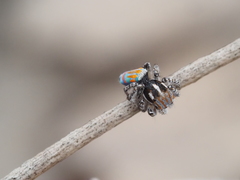 Maratus tasmanicus