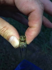 Diceroprocta vitripennis