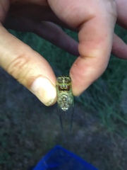 Diceroprocta vitripennis