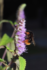 Bombus flavescens