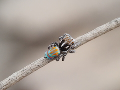 Maratus tasmanicus