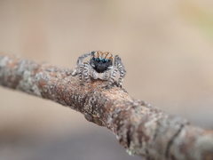 Maratus tasmanicus
