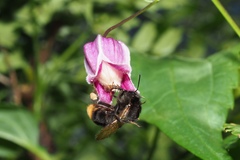 Bombus trifasciatus