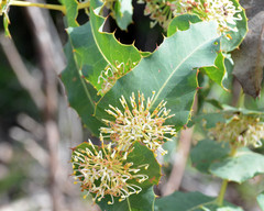 Hakea amplexicaulis