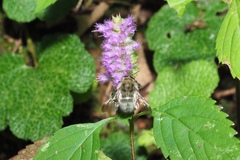 Bombus sonani