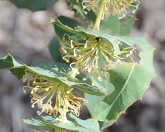 Hakea amplexicaulis