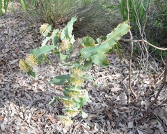 Hakea amplexicaulis