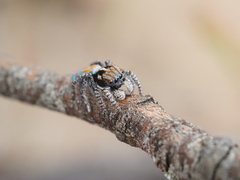 Maratus tasmanicus
