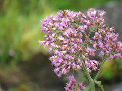 Adenostyles alliariae