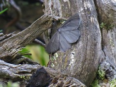 Crocota peletieraria