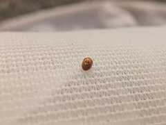 Clitostethus arcuatus