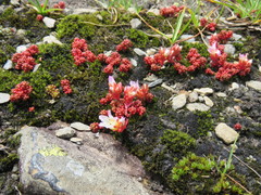 Sedum candolleanum