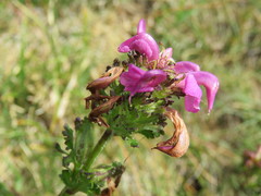 Pedicularis pyrenaica