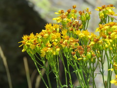 Jacobaea adonidifolia