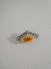 Dichocrocis zebralis