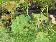 Adenostyles alliariae