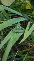 Atractomorpha lata